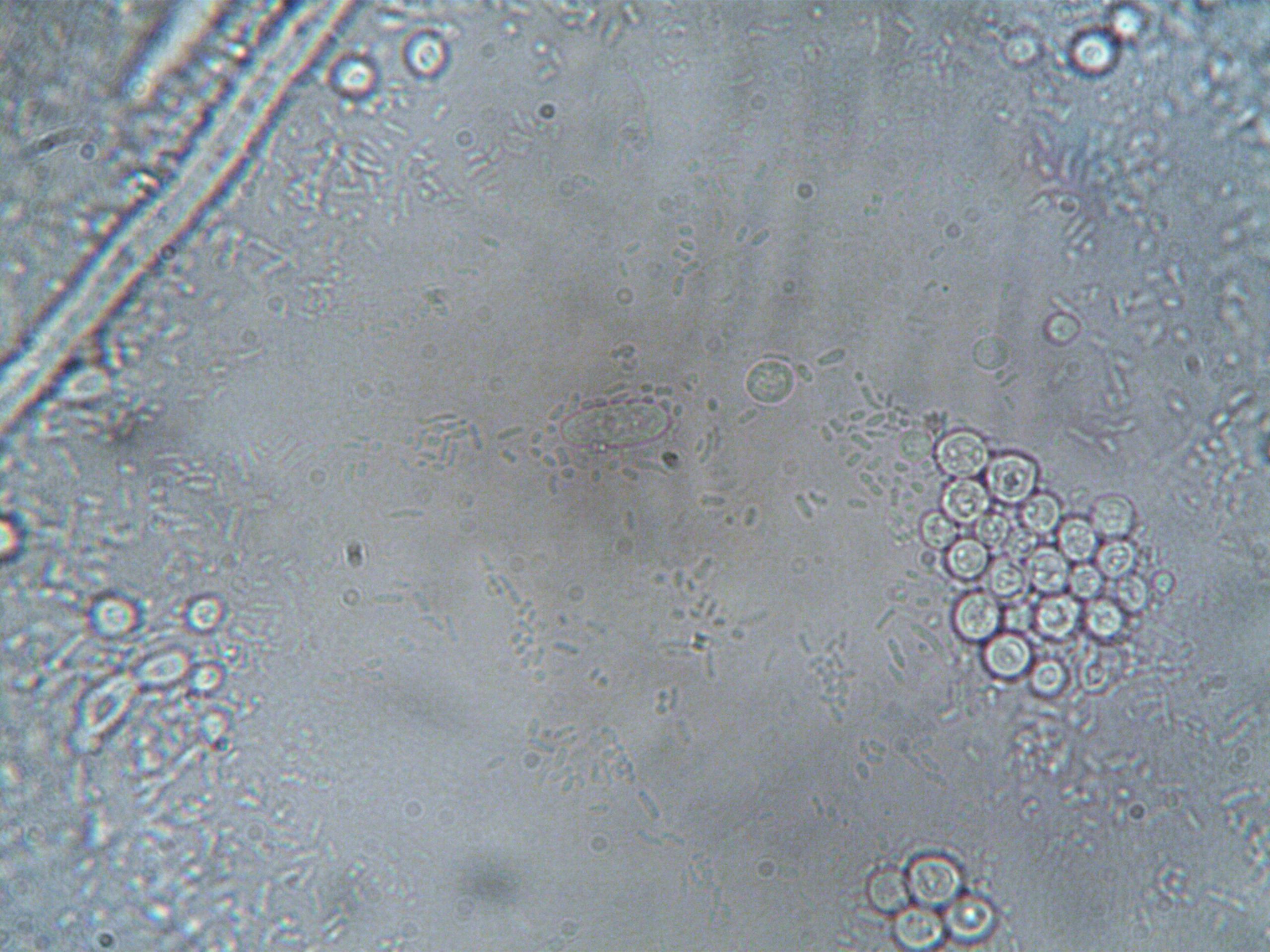 Image microscopique de structures cellulaires variées