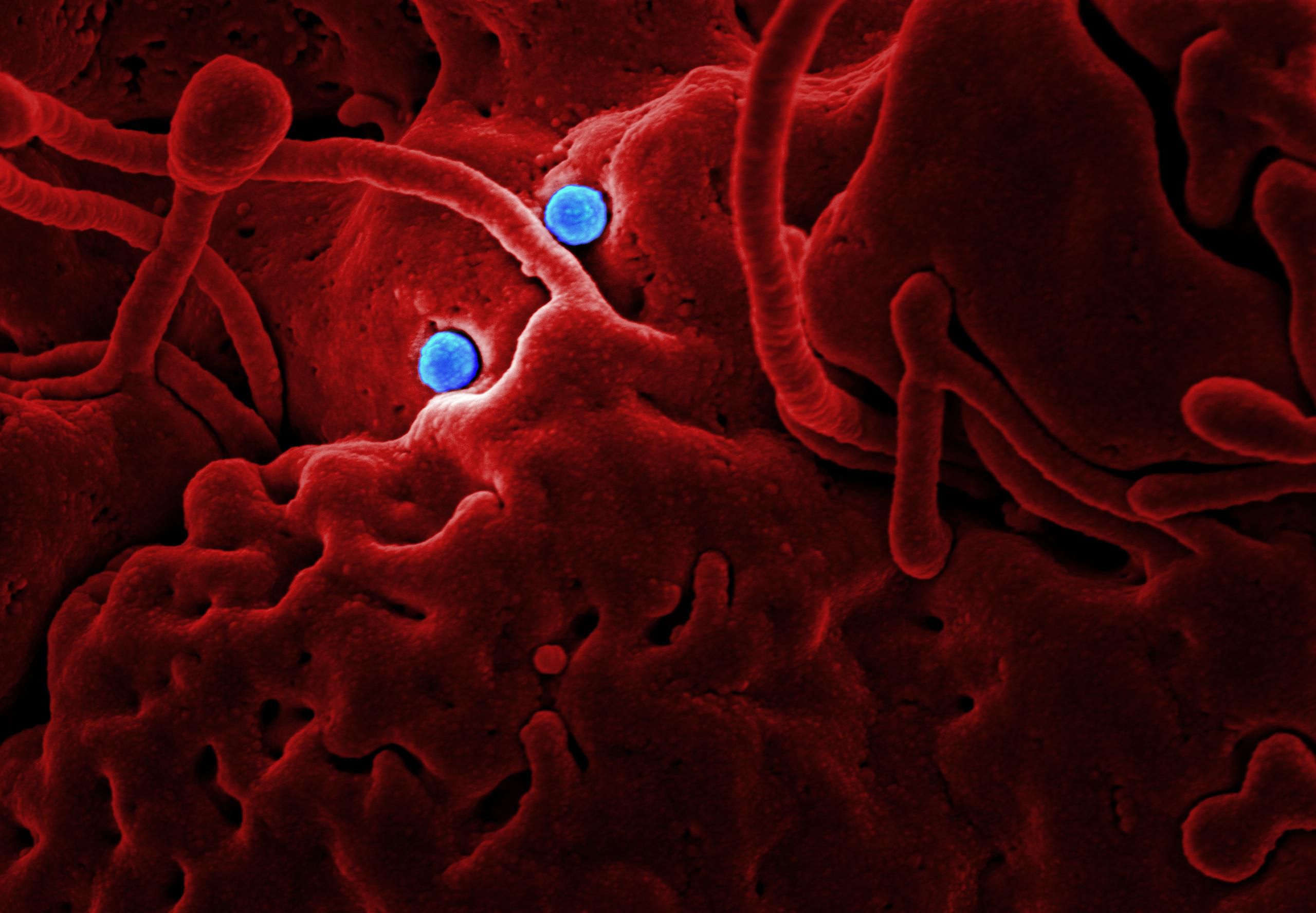Image microscopique de cellules sanguines et particules virales
